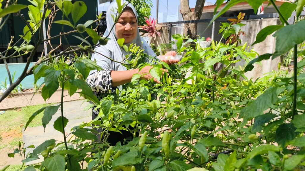 Cabai Semakin Pedas: Gerakan Kecil Menahan Laju Inflasi Jaga Ketahanan Pangan