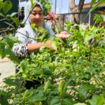 Cabai Semakin Pedas: Gerakan Kecil Menahan Laju Inflasi Jaga Ketahanan Pangan