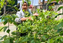 Cabai Semakin Pedas: Gerakan Kecil Menahan Laju Inflasi Jaga Ketahanan Pangan