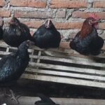 Masyarakat Tidak Mampu di Natuna akan Diberi Bibit Ayam KUB