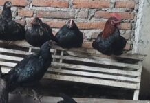 Masyarakat Tidak Mampu di Natuna akan Diberi Bibit Ayam KUB
