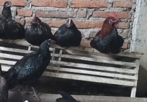 Masyarakat Tidak Mampu di Natuna akan Diberi Bibit Ayam KUB