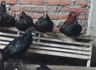 Masyarakat Tidak Mampu di Natuna akan Diberi Bibit Ayam KUB