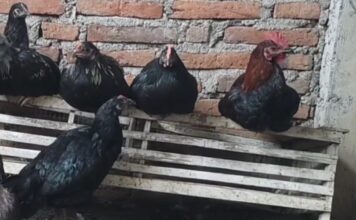 Masyarakat Tidak Mampu di Natuna akan Diberi Bibit Ayam KUB