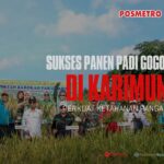 Bukan Lahan Basah, Padi Gogo Cakrabuana Tumbuh Subur di Karimun, Iskandarsyah: Kita Bisa Mandiri