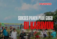 Bukan Lahan Basah, Padi Gogo Cakrabuana Tumbuh Subur di Karimun, Iskandarsyah: Kita Bisa Mandiri