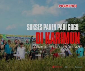 Bukan Lahan Basah, Padi Gogo Cakrabuana Tumbuh Subur di Karimun, Iskandarsyah: Kita Bisa Mandiri