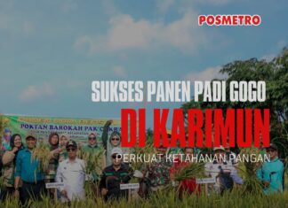 Bukan Lahan Basah, Padi Gogo Cakrabuana Tumbuh Subur di Karimun, Iskandarsyah: Kita Bisa Mandiri