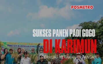 Bukan Lahan Basah, Padi Gogo Cakrabuana Tumbuh Subur di Karimun, Iskandarsyah: Kita Bisa Mandiri