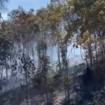 95 Persen Kebakaran di Kepri Disengaja, Petugas Kesulitan Menangkap Pelaku