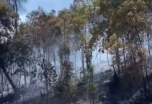 95 Persen Kebakaran di Kepri Disengaja, Petugas Kesulitan Menangkap Pelaku