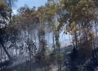 95 Persen Kebakaran di Kepri Disengaja, Petugas Kesulitan Menangkap Pelaku