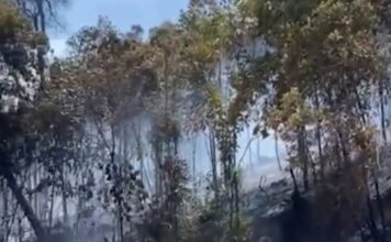 95 Persen Kebakaran di Kepri Disengaja, Petugas Kesulitan Menangkap Pelaku