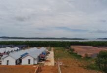 Puluhan Hektare Hutan Bakau Dekat Sunny Bay Piayu Laut Rusak Parah, Dibabat dan Ditimbun Tanah