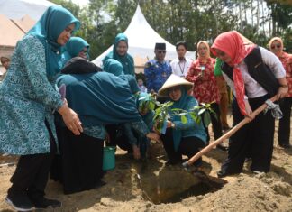 TP PKK Kepri Serahkan Bantuan Bibit Cabai di Bintan