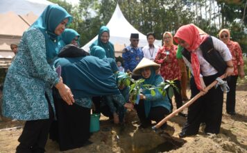 TP PKK Kepri Serahkan Bantuan Bibit Cabai di Bintan