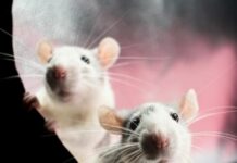 Cegah Hantavirus, Masyarakat Tanjungpinang Diimbau Jaga Kebersihan Lingkungan