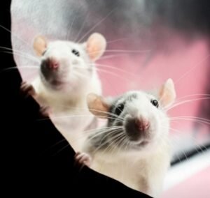 Cegah Hantavirus, Masyarakat Tanjungpinang Diimbau Jaga Kebersihan Lingkungan