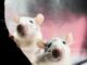 Cegah Hantavirus, Masyarakat Tanjungpinang Diimbau Jaga Kebersihan Lingkungan