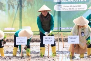 Menanam Padi Bersama, Sekda Ronny Kartika Optimis Pertanian Bintan Maju