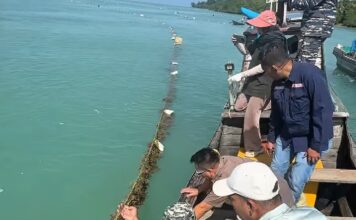 Tokoh Masyarakat Lingga Dukung Pemkab Lingga dalam Pengembangan Rumput Laut