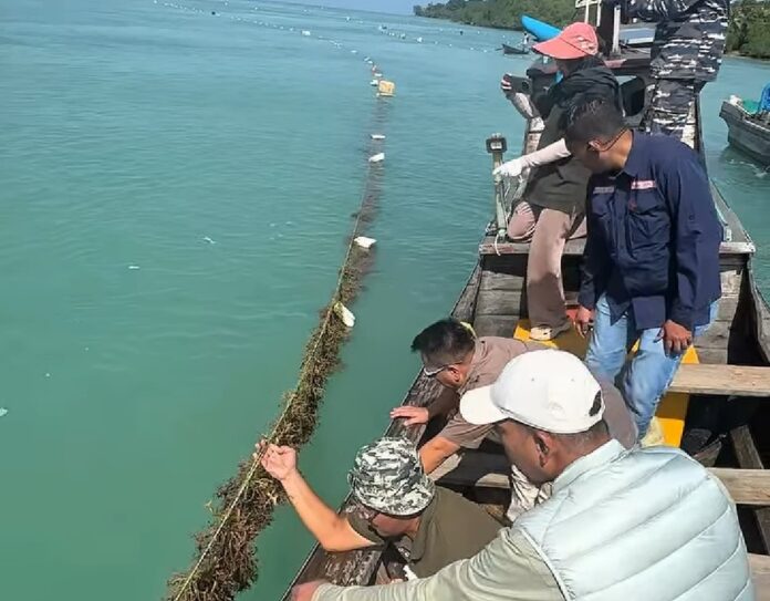 Budidaya rumput laut