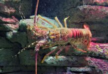 Kualitas Perairan di Batam Baik untuk Modeling Budidaya Lobster, Ini Harga BBL di Tingkat Nelayan
