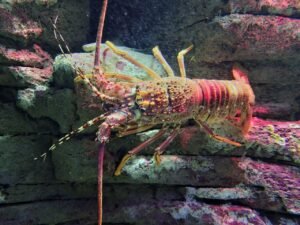 Kualitas Perairan di Batam Baik untuk Modeling Budidaya Lobster, Ini Harga BBL di Tingkat Nelayan
