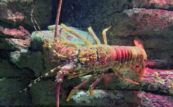 Kualitas Perairan di Batam Baik untuk Modeling Budidaya Lobster, Ini Harga BBL di Tingkat Nelayan