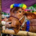 Jasa Salon Sapi Laris Jelang Idul Adha 1447 Hijriah
