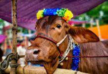 Jasa Salon Sapi Laris Jelang Idul Adha 1447 Hijriah