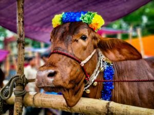 Jasa Salon Sapi Laris Jelang Idul Adha 1447 Hijriah