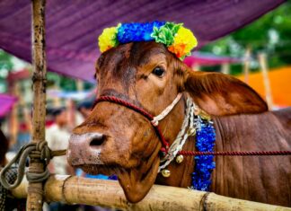 Jasa Salon Sapi Laris Jelang Idul Adha 1447 Hijriah