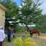 Pondok Pesantren Mambaus Sholihin Bintan Terima Bantuan Sapi Kurban dari Kapolda Kepri