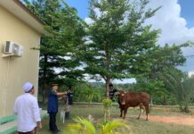 Pondok Pesantren Mambaus Sholihin Bintan Terima Bantuan Sapi Kurban dari Kapolda Kepri