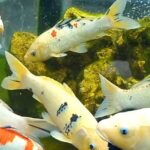 Diskan Batam Mendatangkan Pendongeng agar Anak Suka Makan Ikan