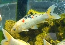 Diskan Batam Mendatangkan Pendongeng agar Anak Suka Makan Ikan