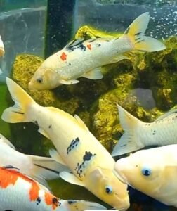 Diskan Batam Mendatangkan Pendongeng agar Anak Suka Makan Ikan