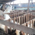 RPH Batam Empat Hari Melayani Penyembelihan Hewan Kurban, Memakai Juleha dan Fasilitas Modern