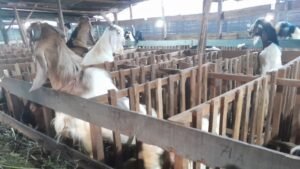 RPH Batam Empat Hari Melayani Penyembelihan Hewan Kurban, Memakai Juleha dan Fasilitas Modern