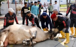 Pemko Batam Salurkan 66 Hewan Kurban, Distribusi hingga ke Wilayah Hinterland