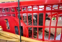 Merpati, Kucing hingga Bawang dari Kepri Ditahan Karantina Jambi