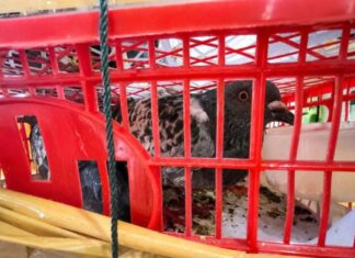 Merpati, Kucing hingga Bawang dari Kepri Ditahan Karantina Jambi
