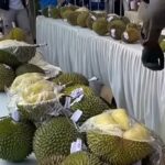 6 Agenda Wisata Unggulan Kepri pada Juli 2026, Diantaranya Festival Durian Bentan