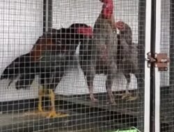 51 Ayam Bangkok dari Malaysia Diselundupkan ke Batam, Diamankan Polairud Polda Kepri