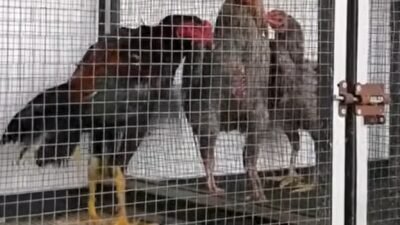 51 Ayam Bangkok dari Malaysia Diselundupkan ke Batam, Diamankan Polairud Polda Kepri
