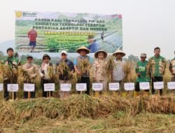 Panen Padi Demplot PM-AAS, Pemkab Bintan Dorong Penguatan Ketahanan Pangan Mandiri