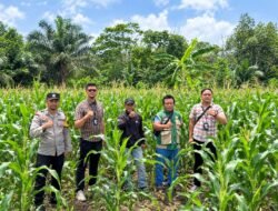 Sinergi Polri dan BRI Perkuat Ketahanan Pangan, Petani Jagung Binaan Polsek Gunung Kijang dapat Dukungan KUR Mikro