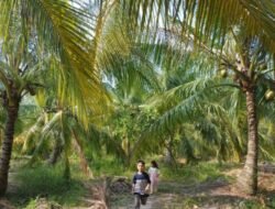 Produk Khas Kepri  Tudung Manto hingga Madu Bintan akan Didaftarkan Indikasi Geografis