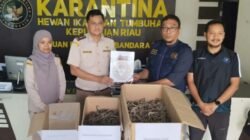 Ribuan Kuda Laut Kering Diamankan Karantina di Bandara RHF Pinang, Ini Modusnya